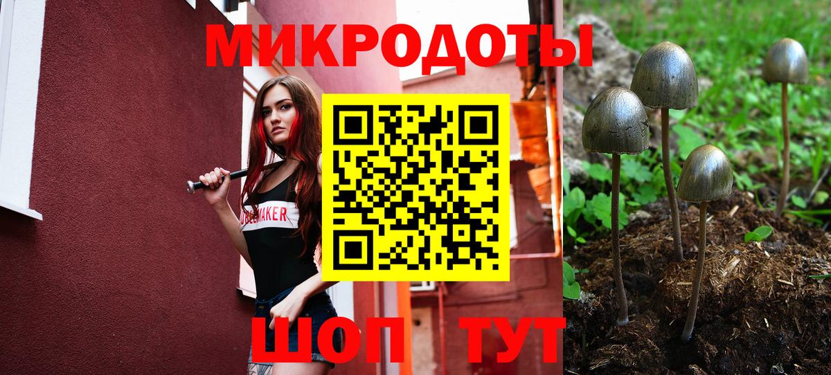 Псилоцибиновые грибы Psilocybe Каспийск